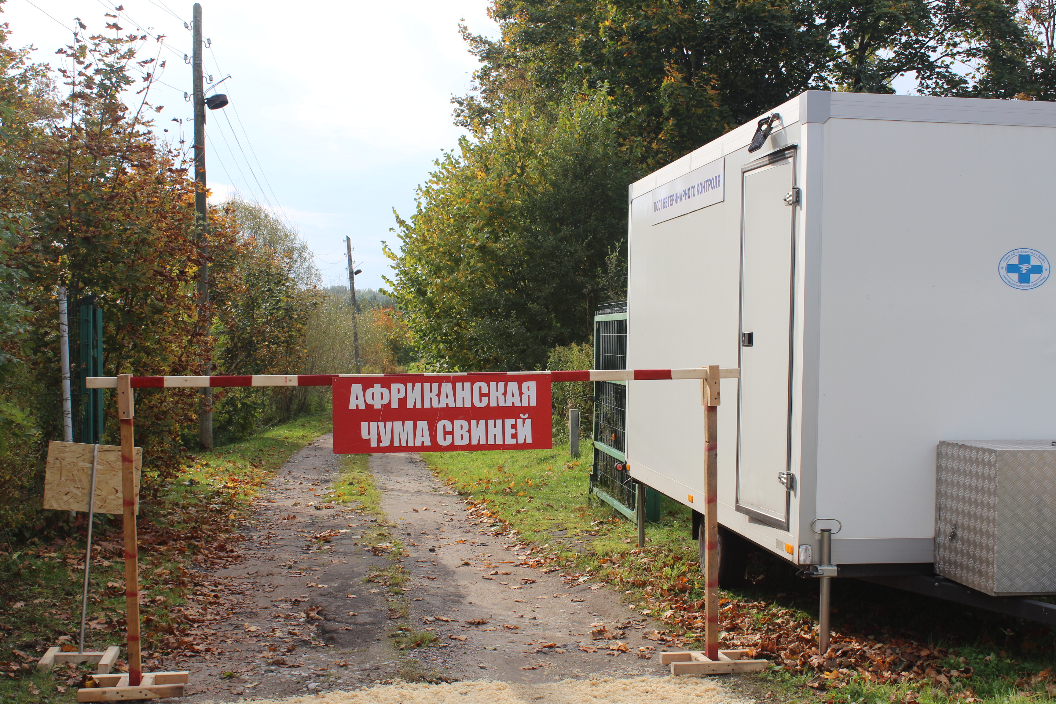 В Зеленоградском округе прошли областные учения по противодействию африканской чуме свиней